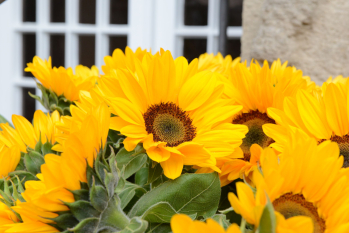 Sonnenblumen